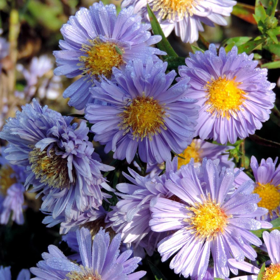 Plantes Vivaces ASTER nb 'Marie Ballard' - Aster d'automne en vente - Aster de Nouvelle Belgique en vente - Pépinière Lepage .