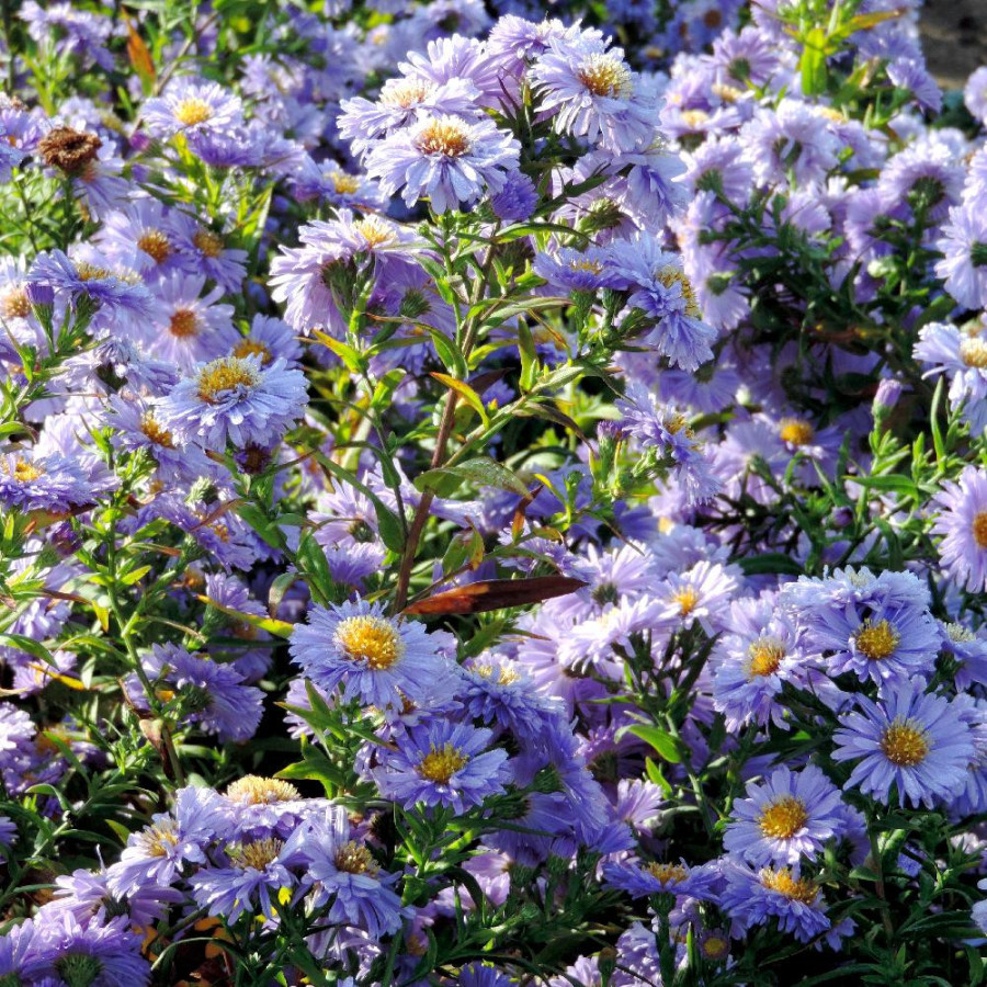 Plantes Vivaces ASTER nb 'Marie Ballard' - Aster d'automne en vente - Aster de Nouvelle Belgique en vente - Pépinière Lepage .