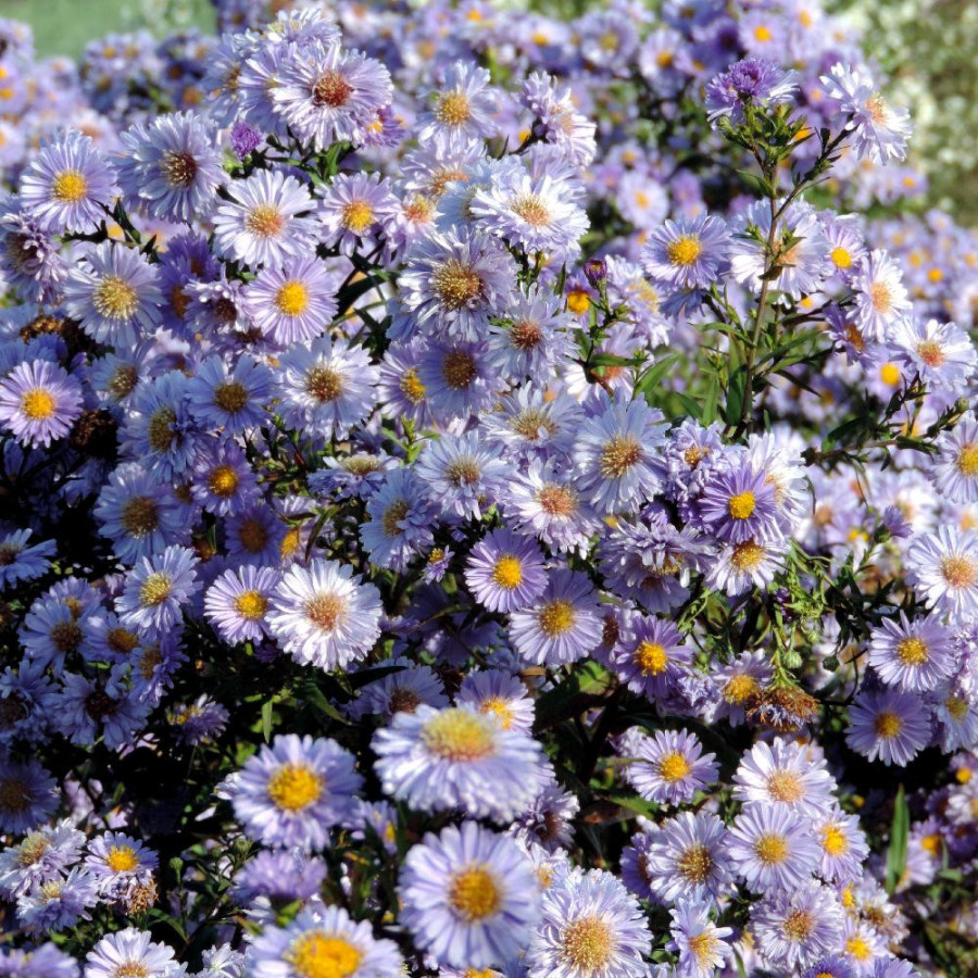 Plantes Vivaces ASTER nb 'Marie Ballard' - Aster d'automne en vente - Aster de Nouvelle Belgique en vente - Pépinière Lepage .