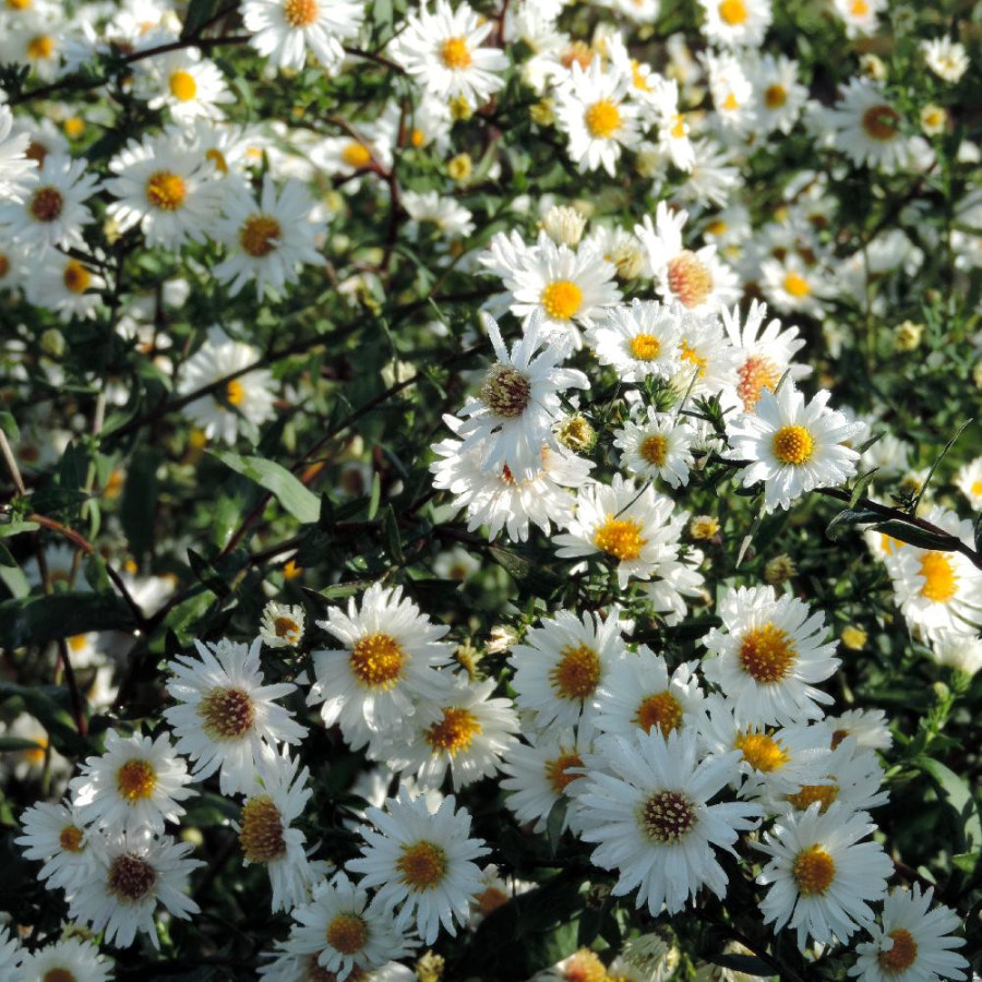 Plantes Vivaces ASTER nb 'White Ladies' - Aster d'automne en vente - Aster de Nouvelle Belgique en vente - Pépinière Lepage .