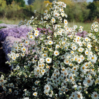Plantes Vivaces ASTER nb 'White Ladies' - Aster d'automne en vente - Aster de Nouvelle Belgique en vente - Pépinière Lepage .