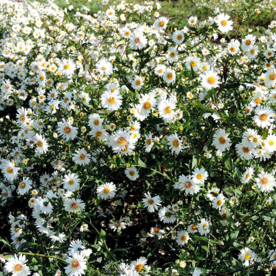 Plantes Vivaces ASTER nb 'White Ladies' - Aster d'automne en vente - Aster de Nouvelle Belgique en vente - Pépinière Lepage .