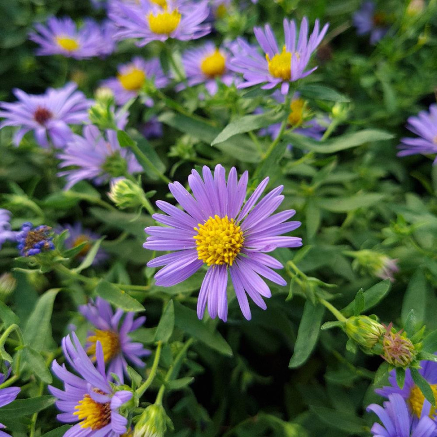 plantes-vivaces-aster-oblongifolius-october-skies-aster-odorant-en-vente-pepiniere-lepage-