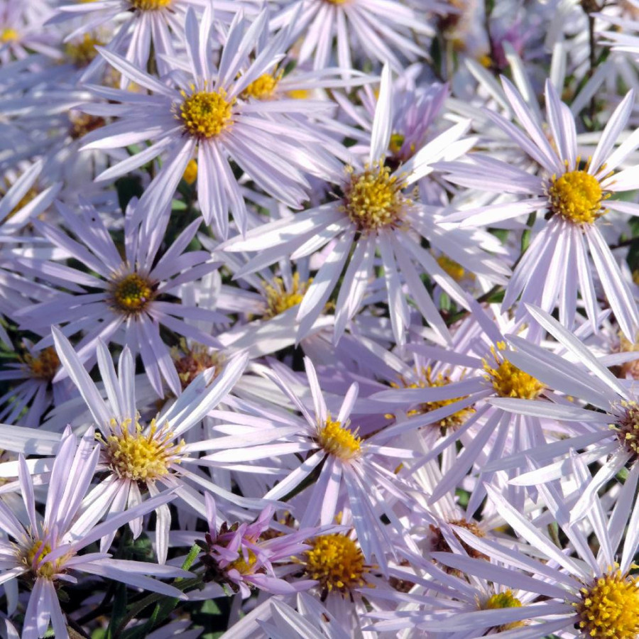 Plantes Vivaces ASTER pyrenaeus 'Lutetia' - Aster d'été en vente - Aster des Pyrénées en vente - Pépinière Lepage .