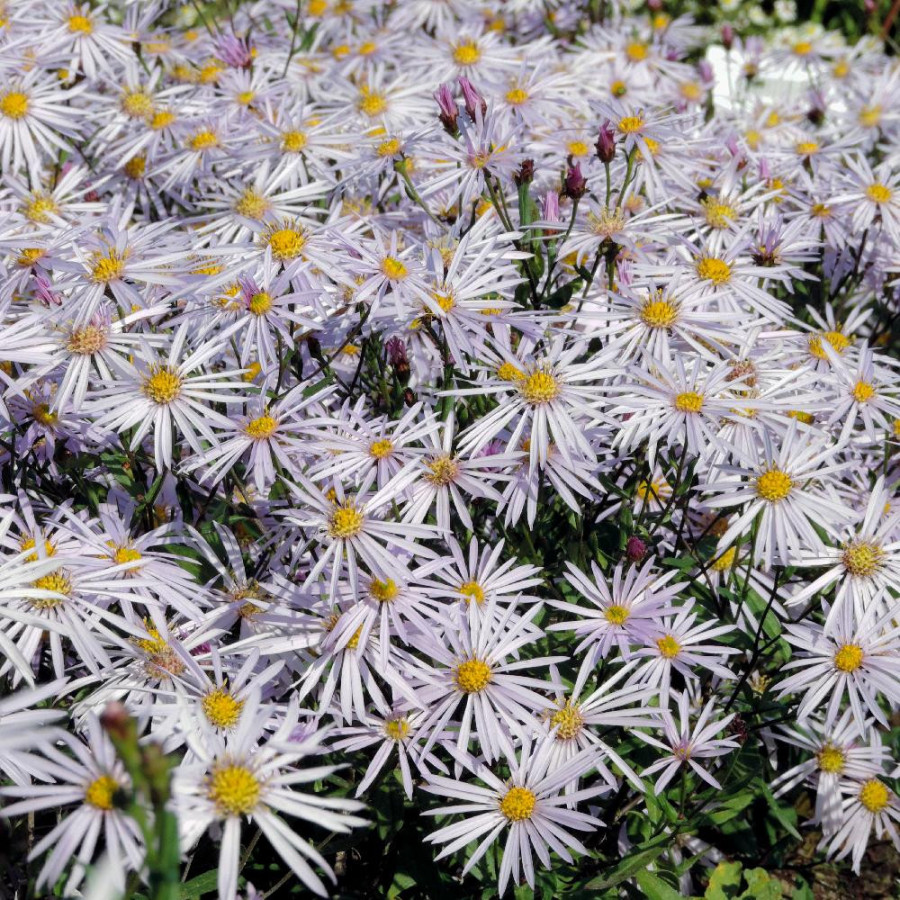 Plantes Vivaces ASTER pyrenaeus 'Lutetia' - Aster d'été en vente - Aster des Pyrénées en vente - Pépinière Lepage .