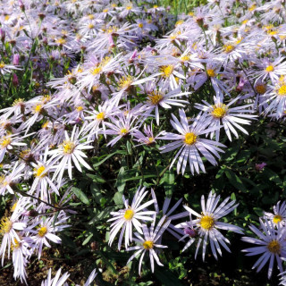 Plantes Vivaces ASTER pyrenaeus 'Lutetia' - Aster d'été en vente - Aster des Pyrénées en vente - Pépinière Lepage .