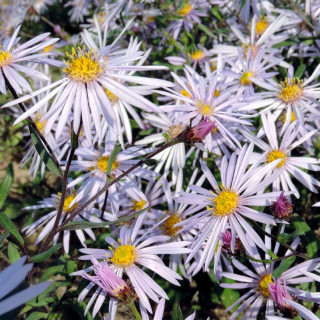 Plantes Vivaces ASTER pyrenaeus 'Lutetia' - Aster d'été en vente - Aster des Pyrénées en vente - Pépinière Lepage .