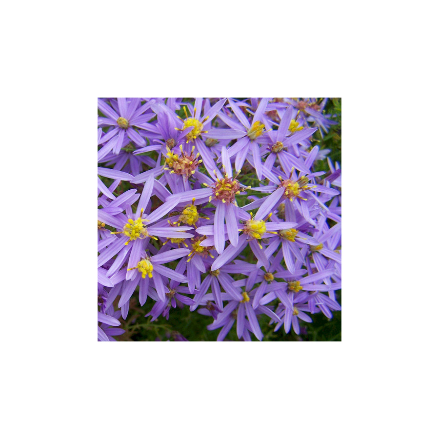 plantes-vivaces-aster-sedifolius-nanus-aster-d-ete-en-vente-pepiniere-lepage-
