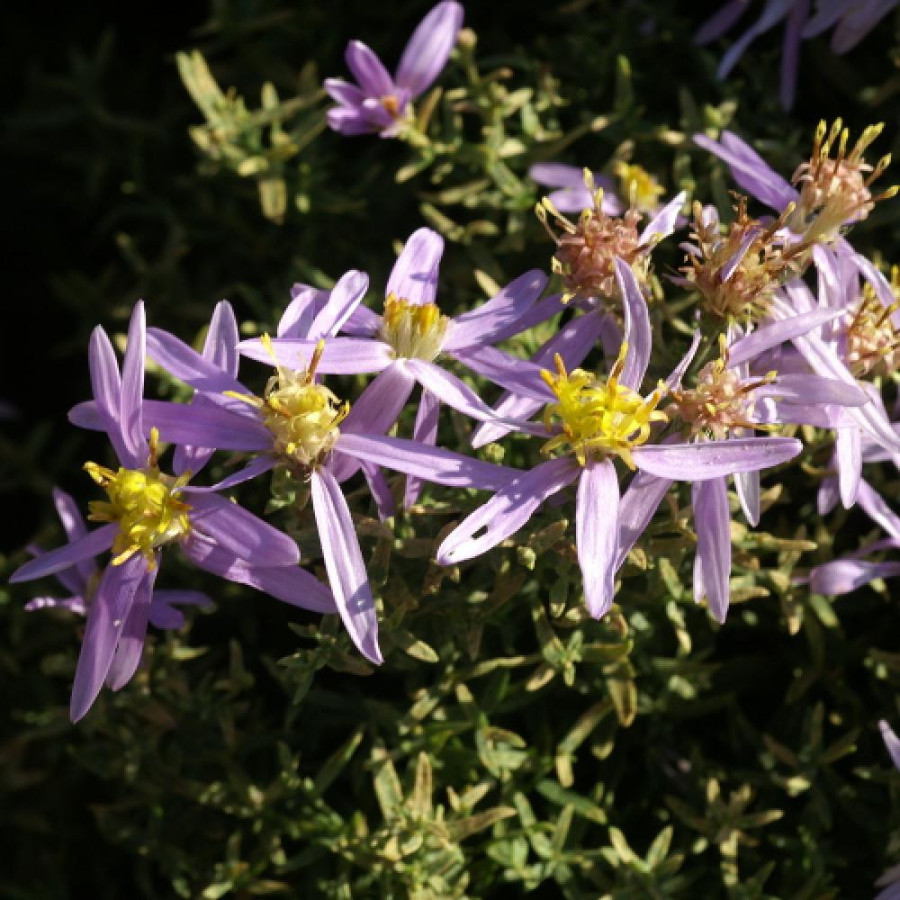 plantes-vivaces-aster-sedifolius-nanus-aster-d-ete-en-vente-pepiniere-lepage-