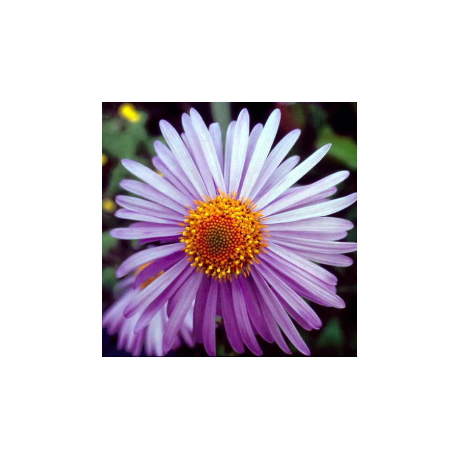 plantes-vivaces-aster-tongolensis-berggarten-aster-de-printemps-en-vente-pepiniere-lepage-