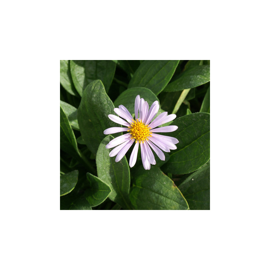 plantes-vivaces-aster-tongolensis-napsbury-aster-de-printemps-en-vente-pepiniere-lepage-