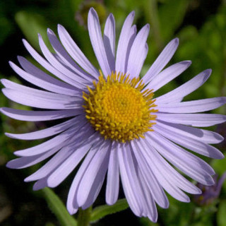 plantes-vivaces-aster-tongolensis-wartburgstern-aster-de-printemps-en-vente-pepiniere-lepage-