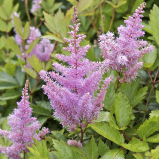 plantes-vivaces-astilbe-anita-pfeifer-arendsii-group-astilbe-en-vente-pepiniere-lepage-