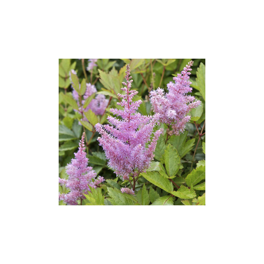plantes-vivaces-astilbe-anita-pfeifer-arendsii-group-astilbe-en-vente-pepiniere-lepage-