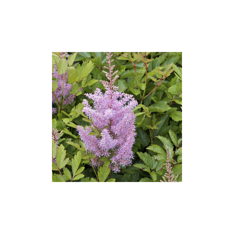 plantes-vivaces-astilbe-anita-pfeifer-arendsii-group-astilbe-en-vente-pepiniere-lepage-