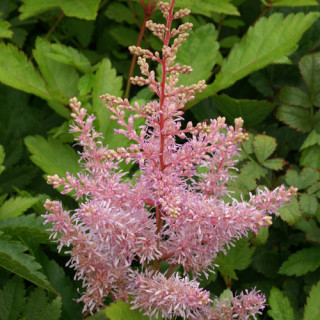 plantes-vivaces-astilbe-anita-pfeifer-arendsii-group-astilbe-en-vente-pepiniere-lepage-