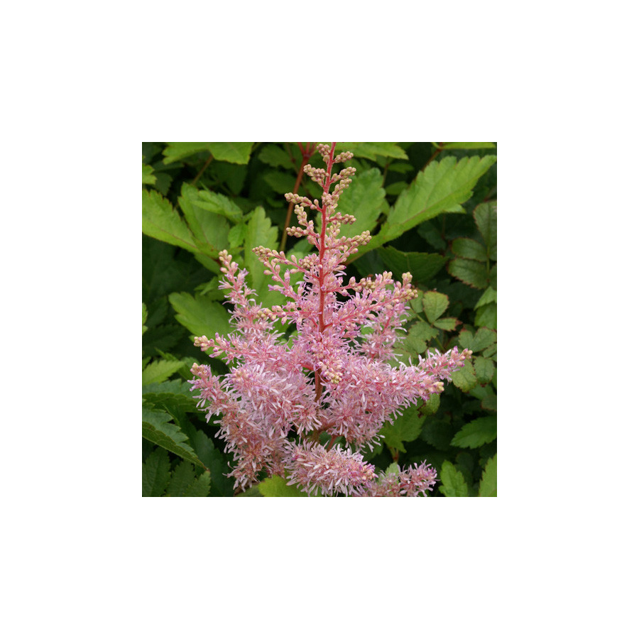 plantes-vivaces-astilbe-anita-pfeifer-arendsii-group-astilbe-en-vente-pepiniere-lepage-