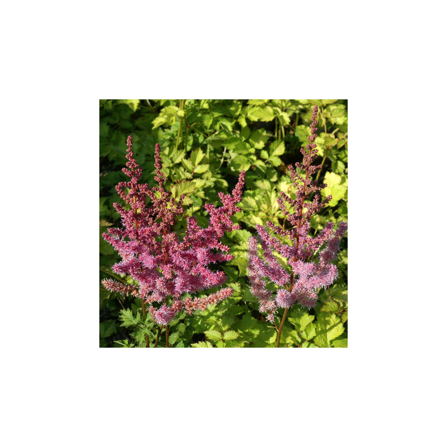 plantes-vivaces-astilbe-beauty-of-lisse-astilbe-en-vente-pepiniere-lepage-