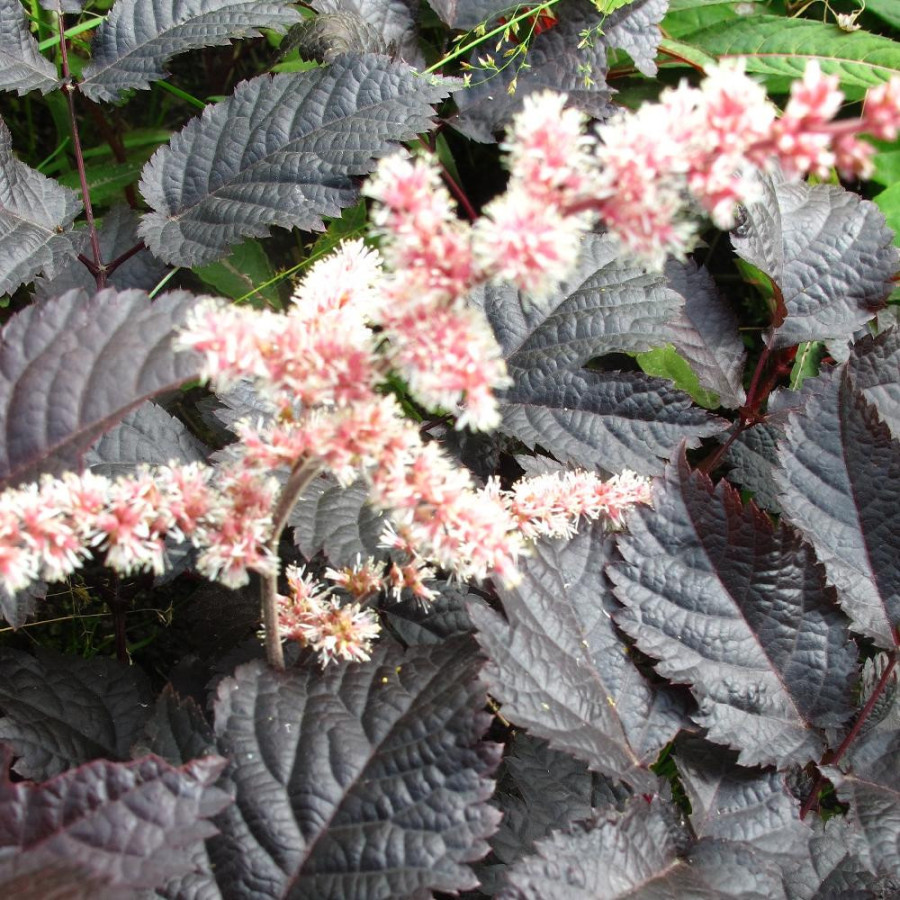 plantes-vivaces-astilbe-chocolate-shogun-R-astilbe-en-vente-pepiniere-lepage-