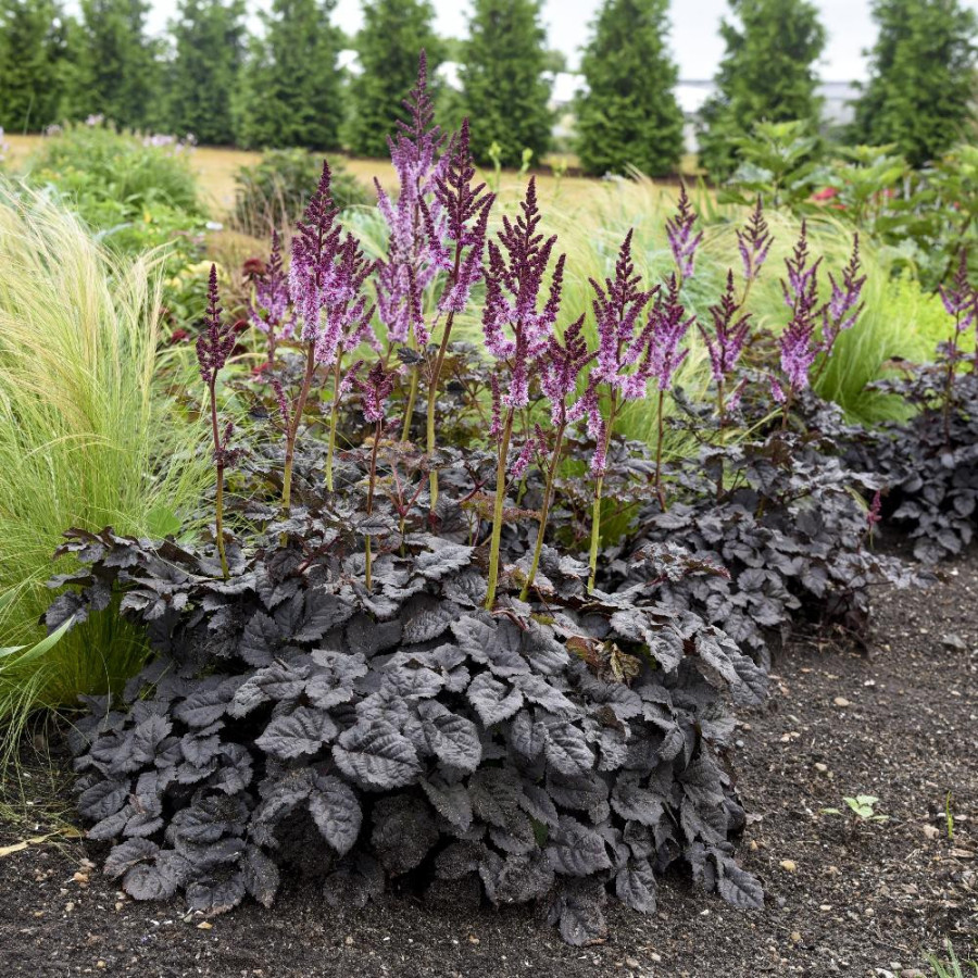 ASTILBE 'Dark Side of the Moon' ®