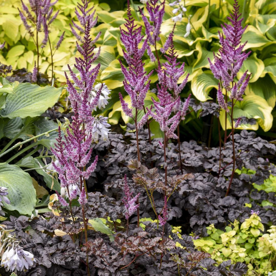 ASTILBE 'Dark Side of the Moon' ®