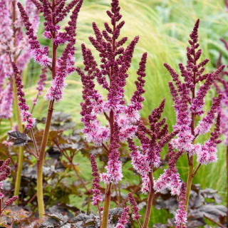 ASTILBE 'Dark Side of the Moon' ®