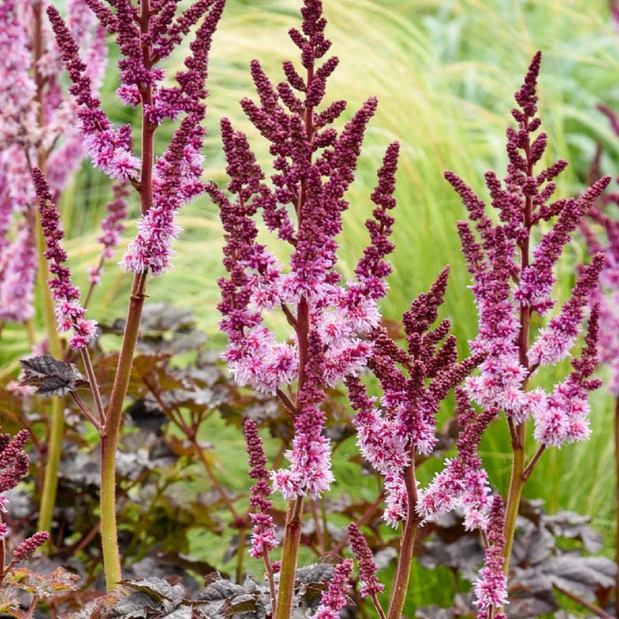 ASTILBE 'Dark Side of the Moon' ®