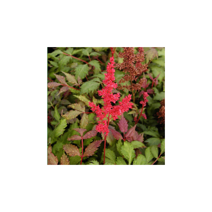 Plantes Vivaces ASTILBE 'Fanal' (Arendsii Group) - Astilbe en vente - Pépinière Lepage .