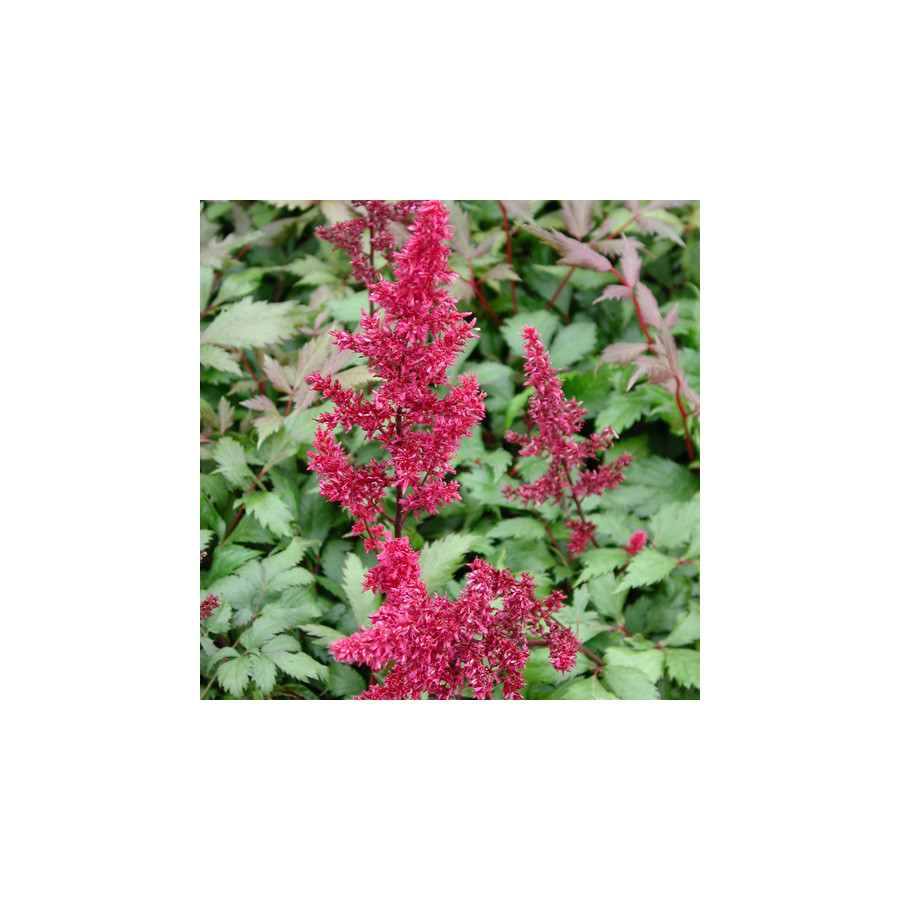 Plantes Vivaces ASTILBE 'Fanal' (Arendsii Group) - Astilbe en vente - Pépinière Lepage .