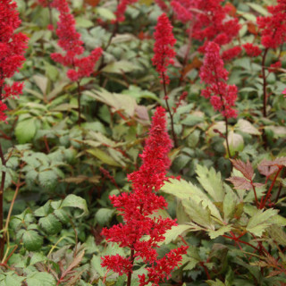 Plantes Vivaces ASTILBE 'Fanal' (Arendsii Group) - Astilbe en vente - Pépinière Lepage .