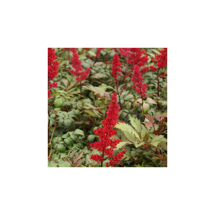 Plantes Vivaces ASTILBE 'Fanal' (Arendsii Group) - Astilbe en vente - Pépinière Lepage .