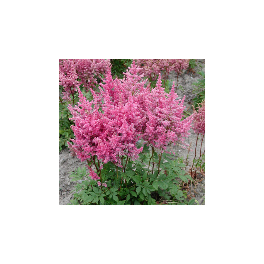 plantes-vivaces-astilbe-federsee-arendsii-group-astilbe-en-vente-pepiniere-lepage-