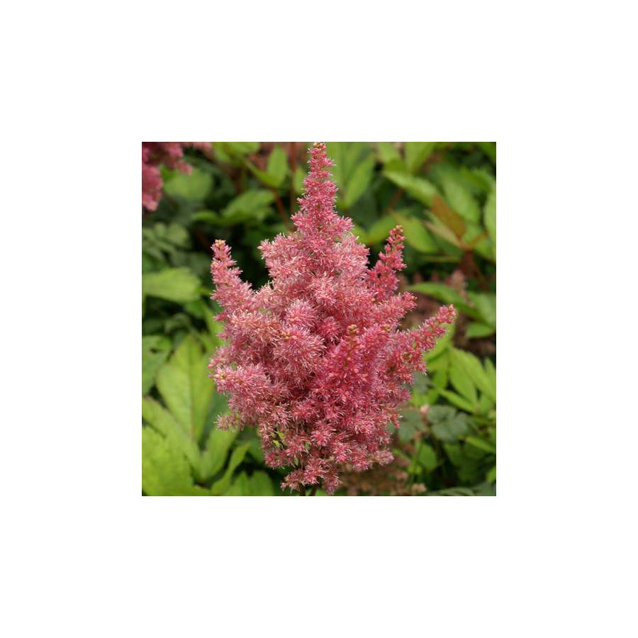 plantes-vivaces-astilbe-federsee-arendsii-group-astilbe-en-vente-pepiniere-lepage-
