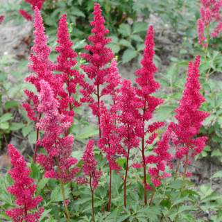 plantes-vivaces-astilbe-gertrud-brix-arendsii-group-astilbe-en-vente-pepiniere-lepage-