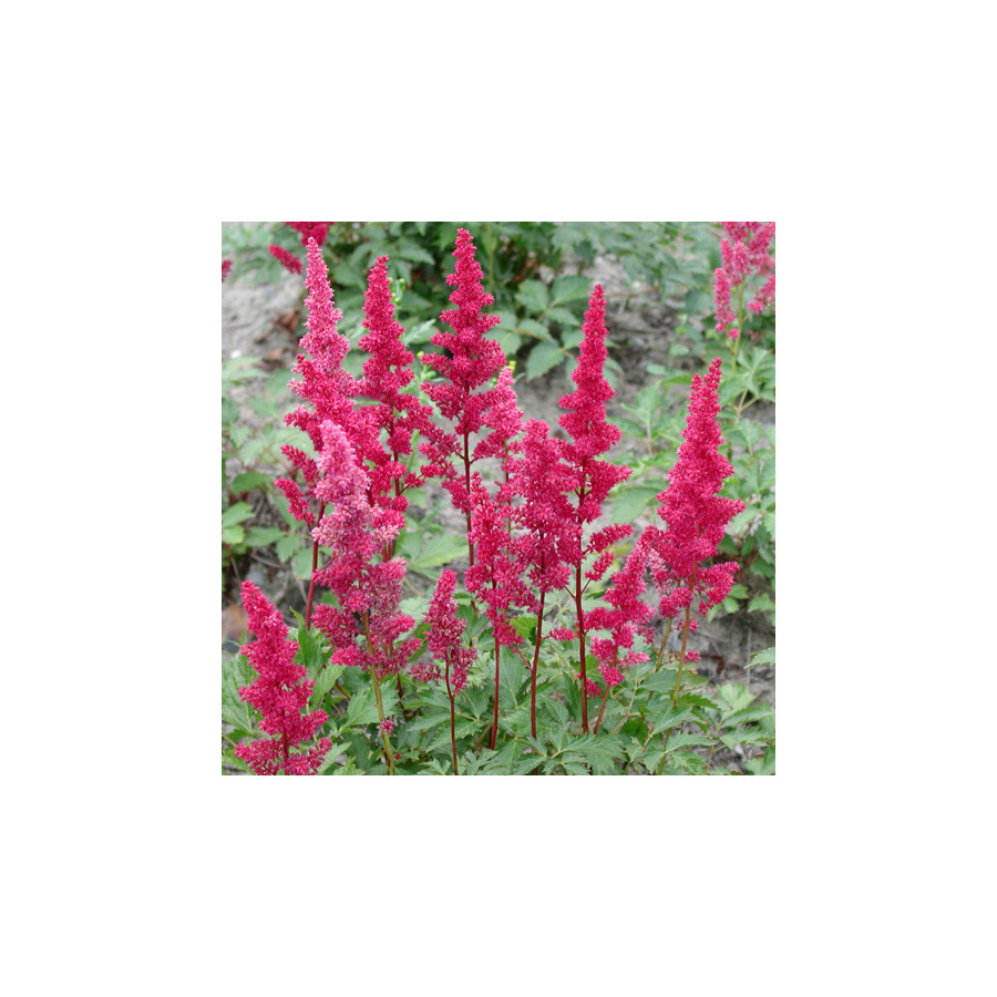plantes-vivaces-astilbe-gertrud-brix-arendsii-group-astilbe-en-vente-pepiniere-lepage-