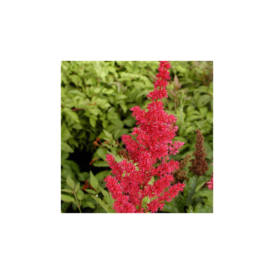plantes-vivaces-astilbe-gertrud-brix-arendsii-group-astilbe-en-vente-pepiniere-lepage-