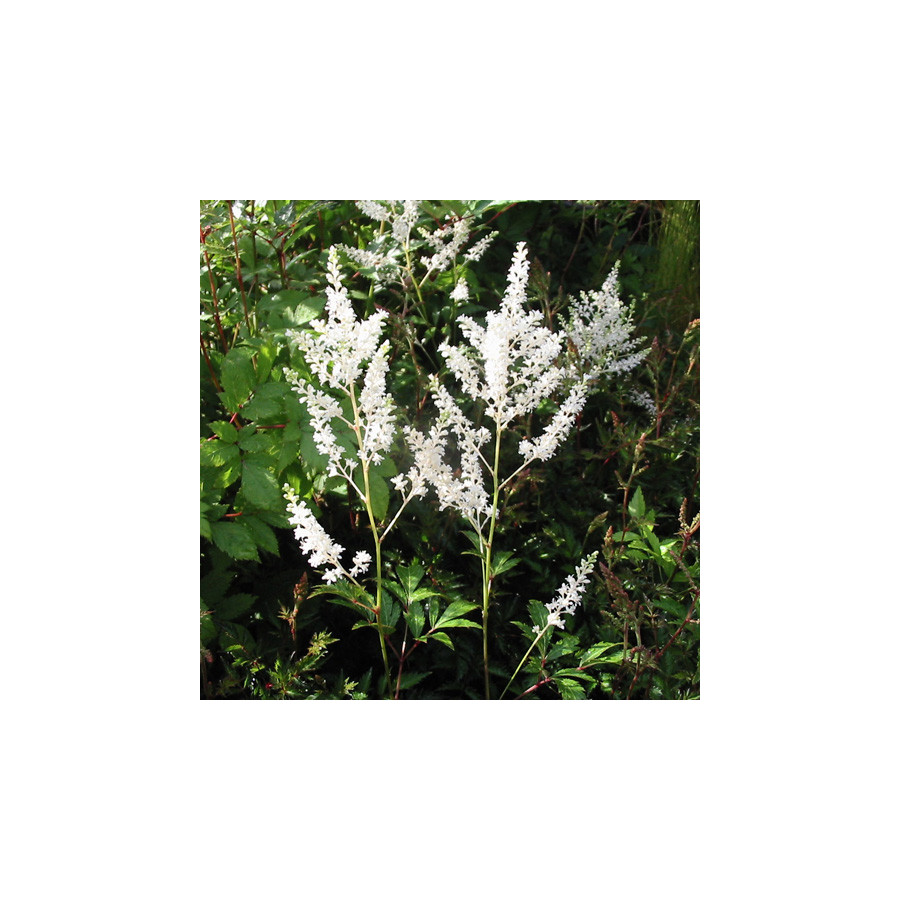 plantes-vivaces-astilbe-gladstone-japonica-group-astilbe-du-japon-en-vente-pepiniere-lepage-