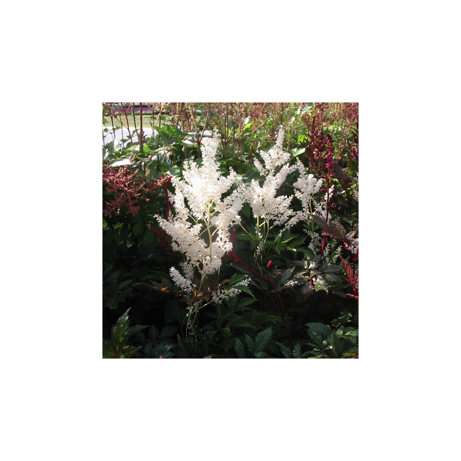 plantes-vivaces-astilbe-gladstone-japonica-group-astilbe-du-japon-en-vente-pepiniere-lepage-
