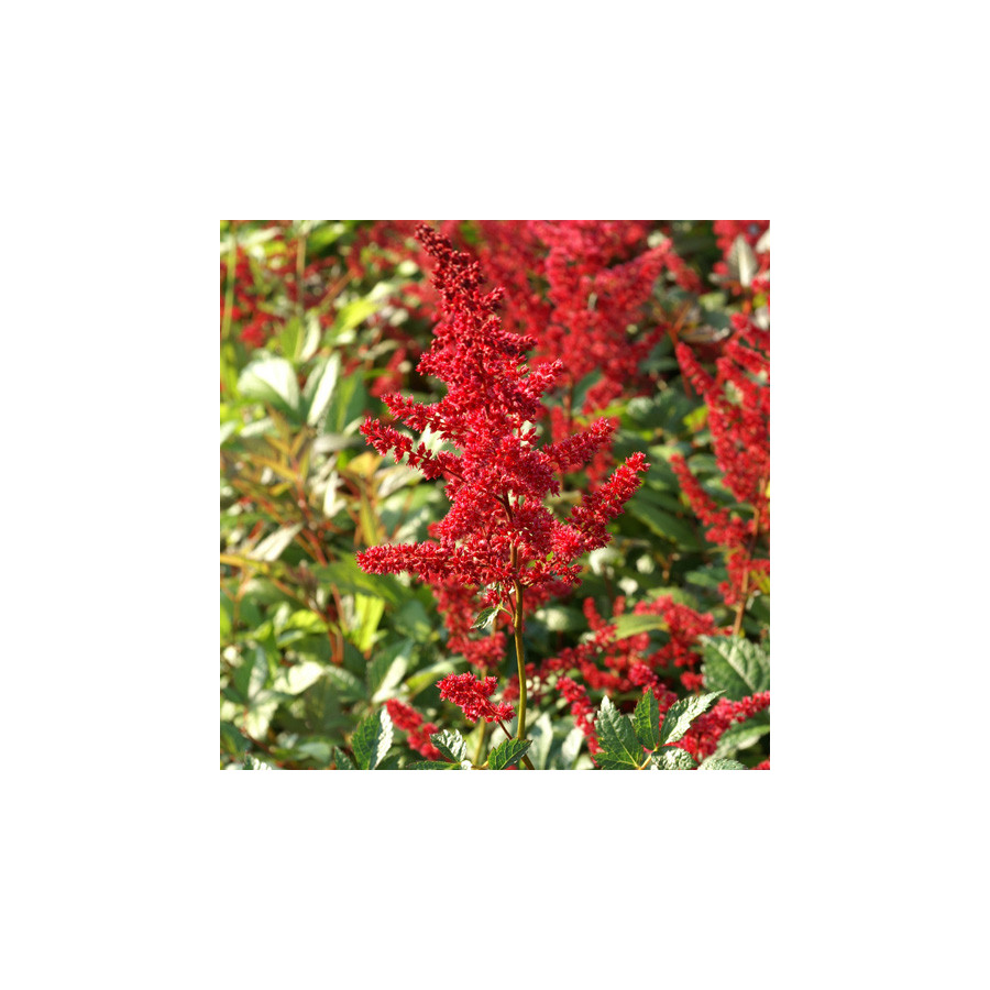 Plantes Vivaces ASTILBE 'Glut' (Arendsii Group) - Astilbe en vente - Pépinière Lepage .