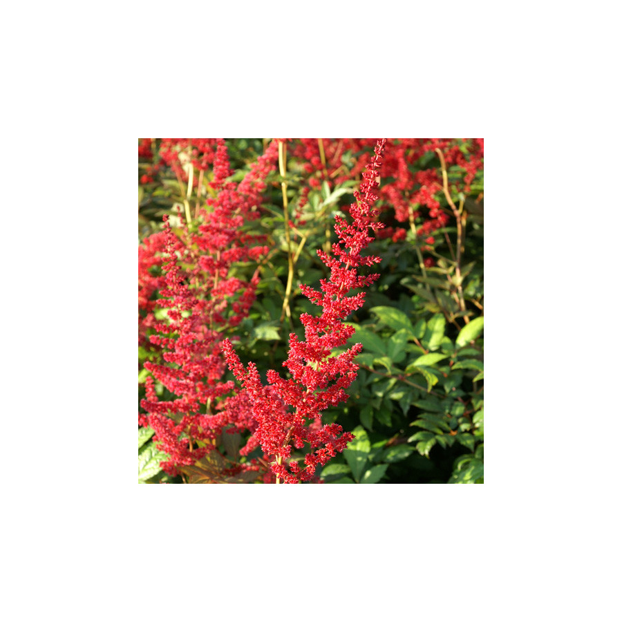 Plantes Vivaces ASTILBE 'Glut' (Arendsii Group) - Astilbe en vente - Pépinière Lepage .