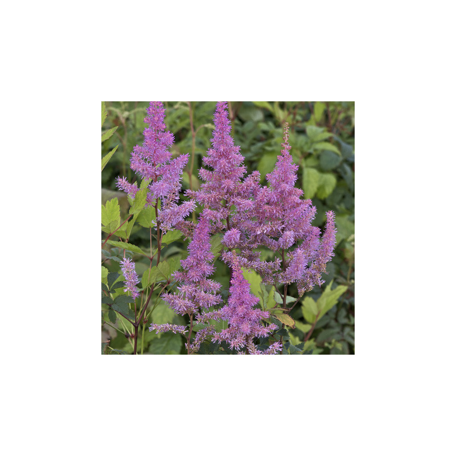 plantes-vivaces-astilbe-hyazinth-arendsii-group-astilbe-en-vente-pepiniere-lepage-