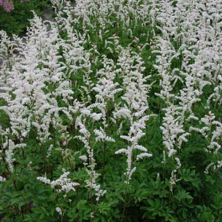 plantes-vivaces-astilbe-mont-blanc-arendsii-group-astilbe-en-vente-pepiniere-lepage-