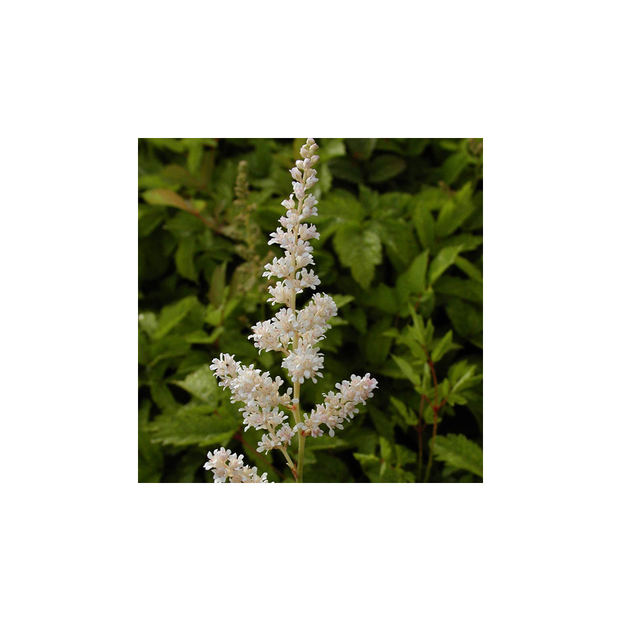 plantes-vivaces-astilbe-mont-blanc-arendsii-group-astilbe-en-vente-pepiniere-lepage-