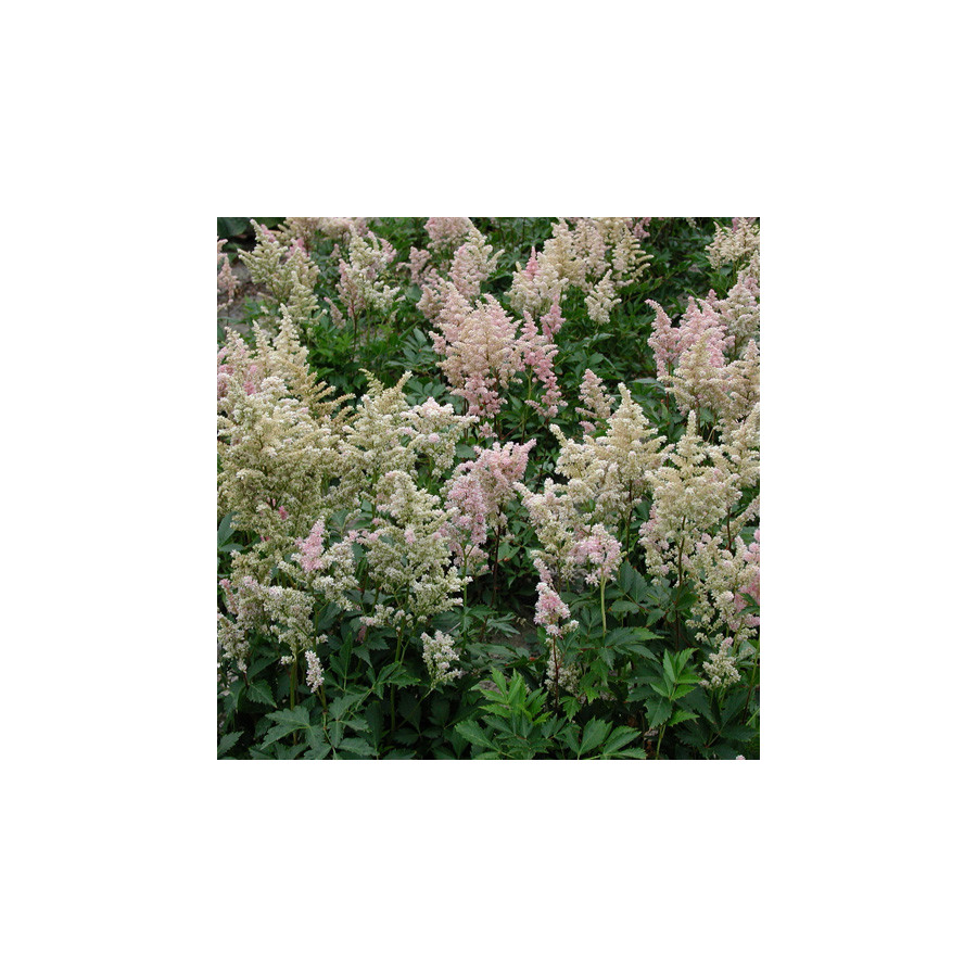 Plantes Vivaces ASTILBE 'Peach Blossom' (Japonica Group) - Astilbe du Japon en vente - Pépinière Lepage .