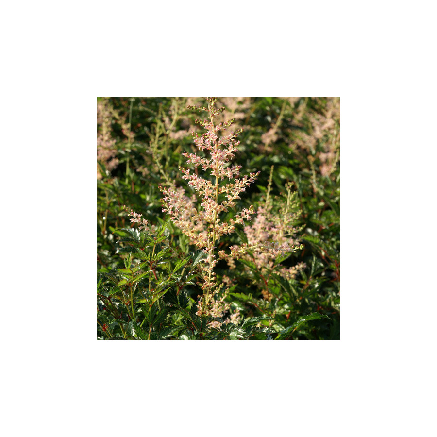 plantes-vivaces-astilbe-sprite-simplicifolia-group-astilbe-en-vente-pepiniere-lepage-
