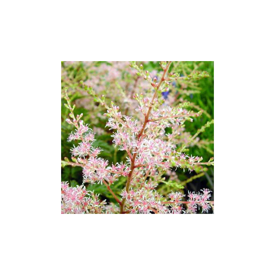 plantes-vivaces-astilbe-sprite-simplicifolia-group-astilbe-en-vente-pepiniere-lepage-