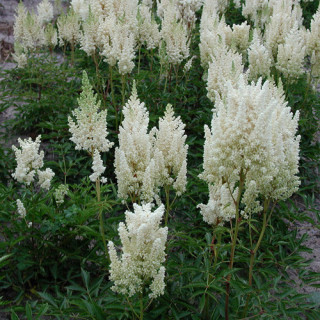 plantes-vivaces-astilbe-weisse-gloria-arendsii-group-astilbe-en-vente-pepiniere-lepage-