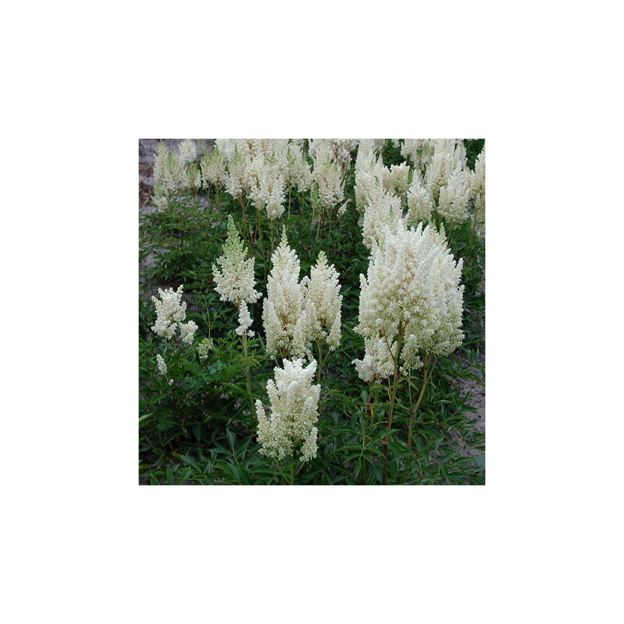 plantes-vivaces-astilbe-weisse-gloria-arendsii-group-astilbe-en-vente-pepiniere-lepage-