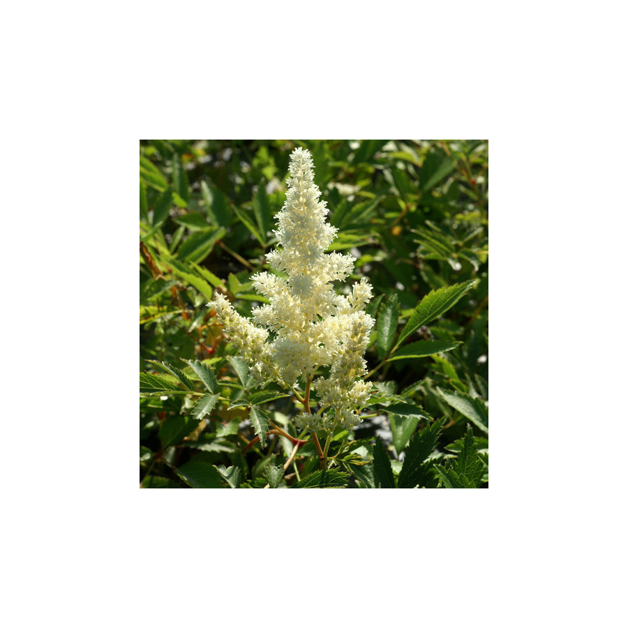 plantes-vivaces-astilbe-weisse-gloria-arendsii-group-astilbe-en-vente-pepiniere-lepage-
