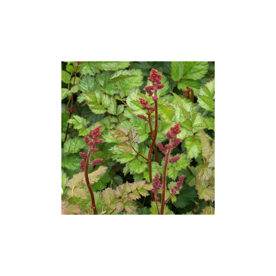plantes-vivaces-astilbe-chinensis-purpurlanze-astilbe-de-chine-en-vente-pepiniere-lepage-